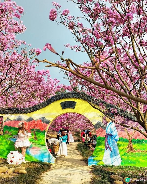 🌸我愛花花之🌸江門紫花風鈴🌸粉紅花海勁過京都🌸🤩 