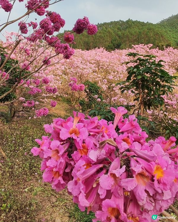 🌸我愛花花之🌸江門紫花風鈴🌸粉紅花海勁過京都🌸🤩 