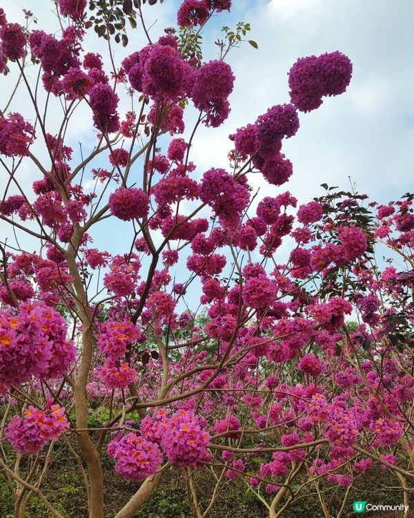 🌸我愛花花之🌸江門紫花風鈴🌸粉紅花海勁過京都🌸🤩 