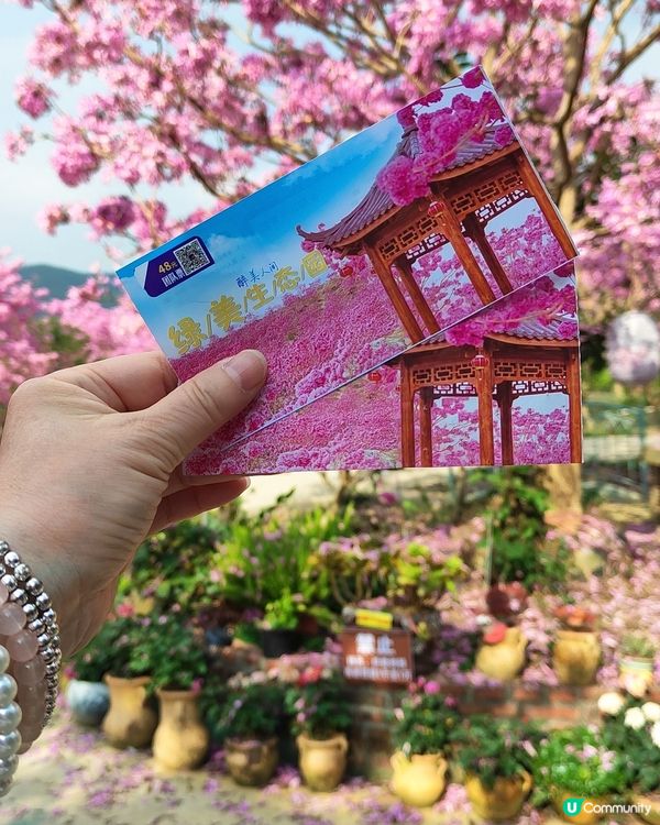 🌸我愛花花之🌸江門紫花風鈴🌸粉紅花海勁過京都🌸🤩 