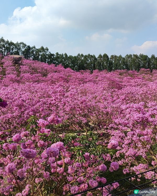 🌸我愛花花之🌸江門紫花風鈴🌸粉紅花海勁過京都🌸🤩 