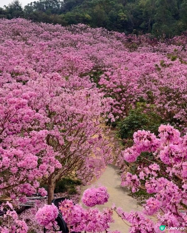 🌸我愛花花之🌸江門紫花風鈴🌸粉紅花海勁過京都🌸🤩 