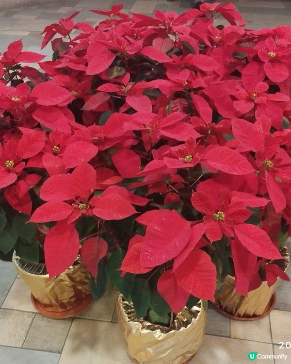 X mas