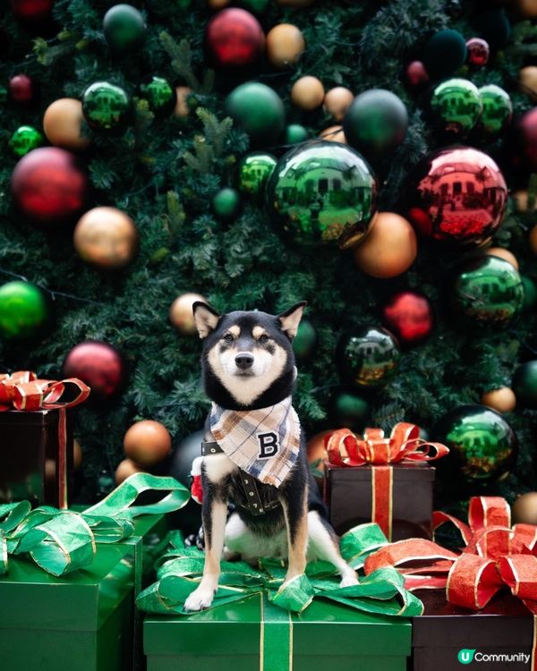 聖誕打卡好去處｜淺水灣影灣園