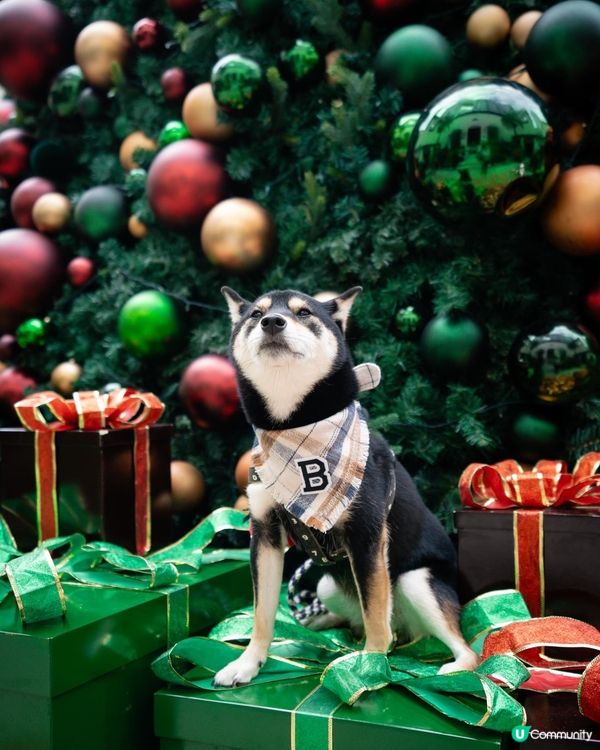 聖誕打卡好去處｜淺水灣影灣園