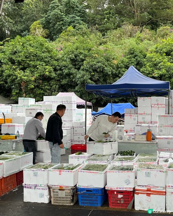 內地全國蔬菜/批發/零售/運送！深圳出發香港，每日都可安排！