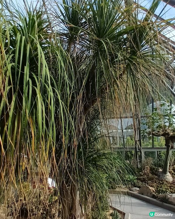 深圳仙湖區域公園林木
