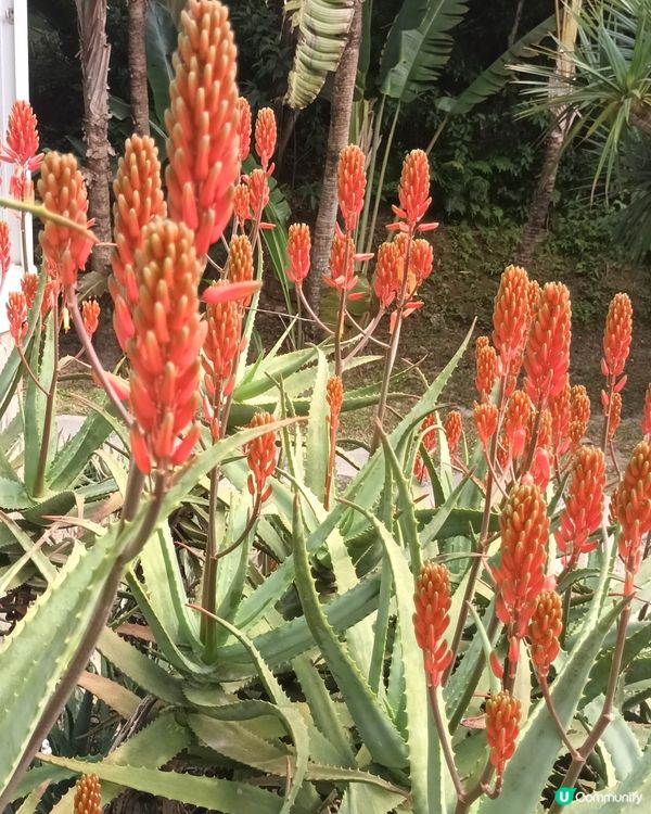 深圳仙湖區域公園林木