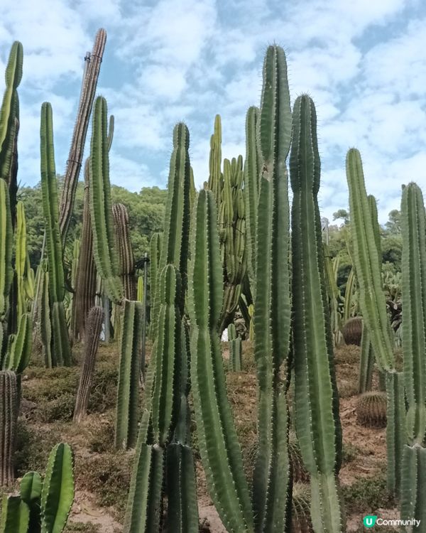 深圳仙湖區域公園林木