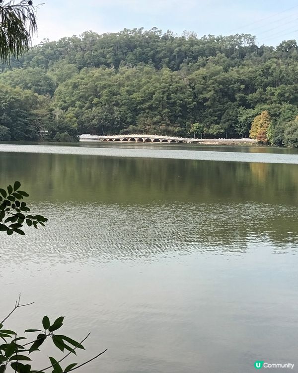 深圳仙湖區域公園林木