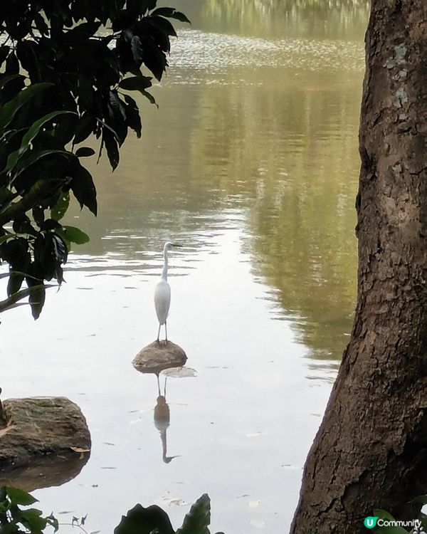 深圳仙湖區域公園林木