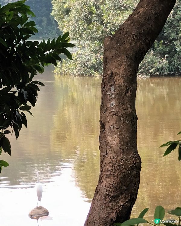 深圳仙湖區域公園林木