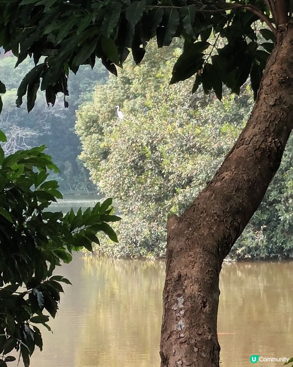 深圳仙湖區域公園林木