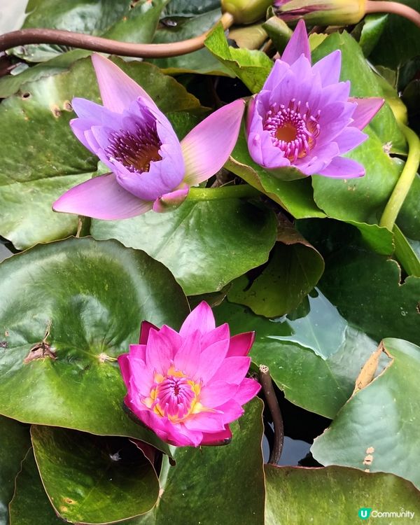 深圳仙湖區域公園林木
