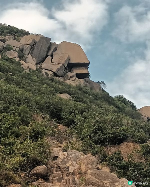 深圳仙湖區域公園林木