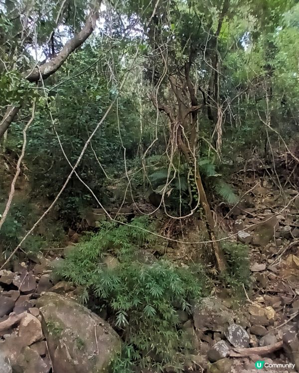 深圳仙湖區域公園林木