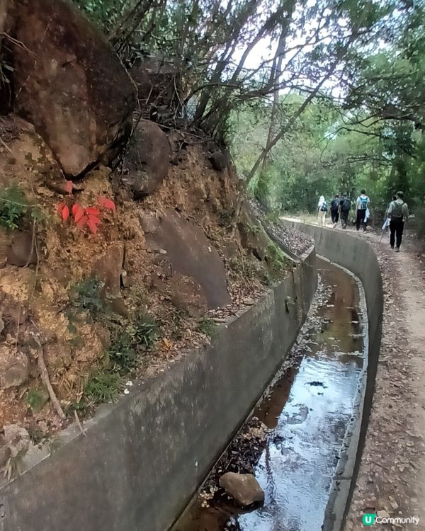 深圳仙湖區域公園林木