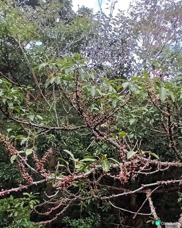 深圳仙湖區域公園林木