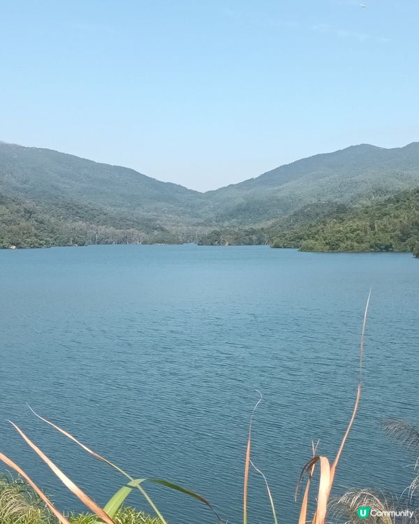 深圳仙湖區域公園林木