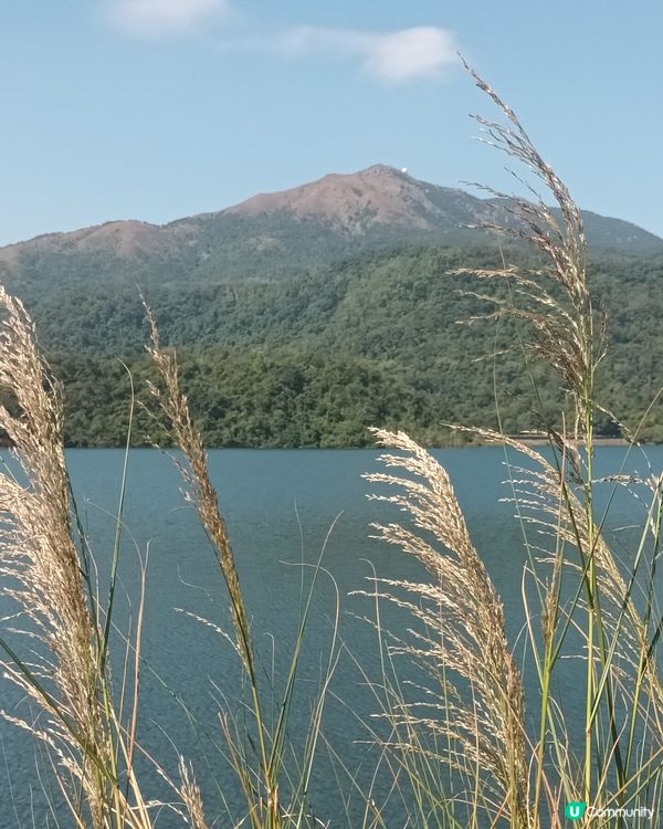 深圳仙湖區域公園林木