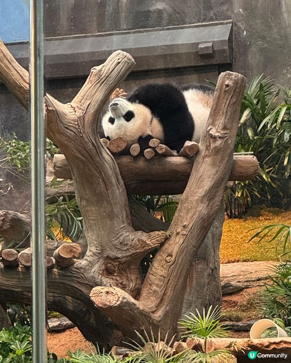 海洋公園聖誕🐼之旅🩵🩵