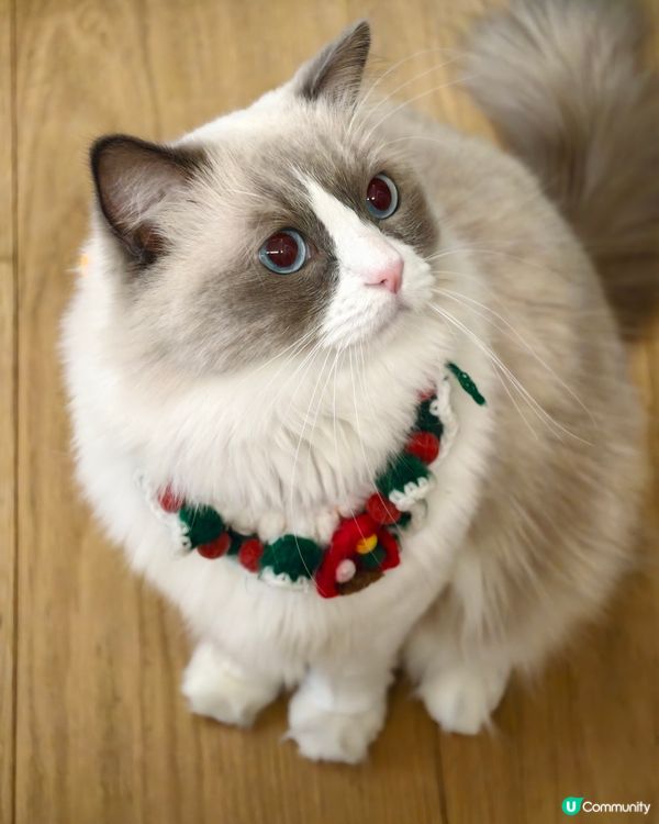 聖誕貓🎄🐱 