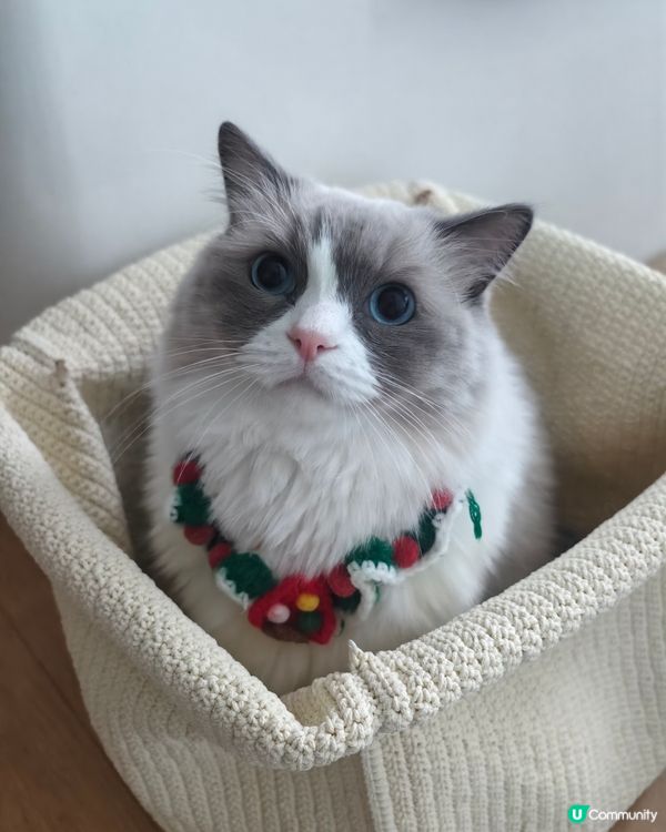 聖誕貓🎄🐱 