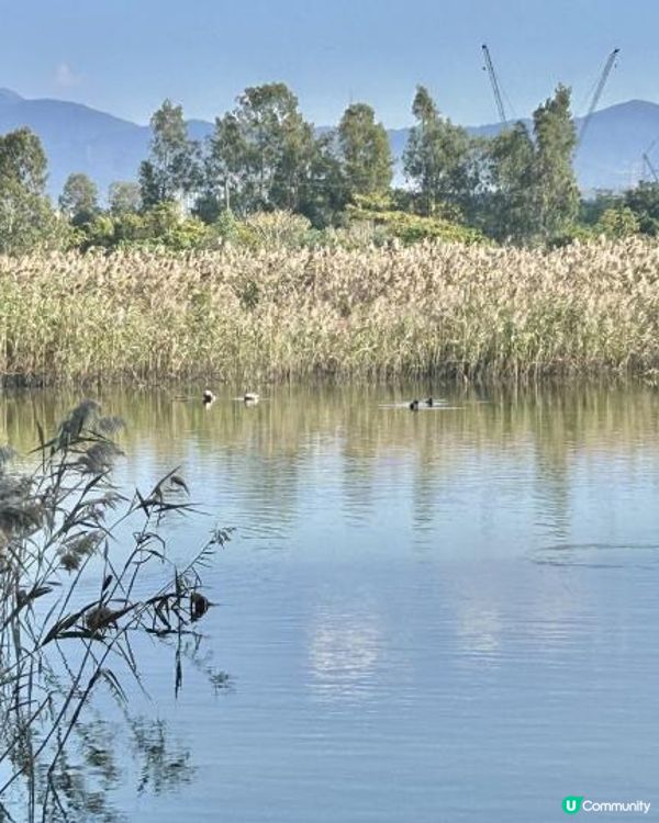 親子郊遊｜南生圍｜橫水渡🛶 蘆葦草叢🌾 赤桉樹步道🌳 大草地🌱 婚紗橋📸 炭燒豆腐花😋