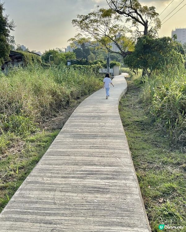 親子郊遊｜南生圍｜橫水渡🛶 蘆葦草叢🌾 赤桉樹步道🌳 大草地🌱 婚紗橋📸 炭燒豆腐花😋