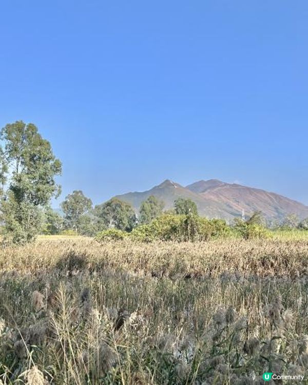 親子郊遊｜南生圍｜橫水渡🛶 蘆葦草叢🌾 赤桉樹步道🌳 大草地🌱 婚紗橋📸 炭燒豆腐花😋
