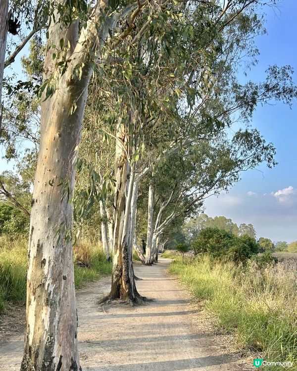 親子郊遊｜南生圍｜橫水渡🛶 蘆葦草叢🌾 赤桉樹步道🌳 大草地🌱 婚紗橋📸 炭燒豆腐花😋