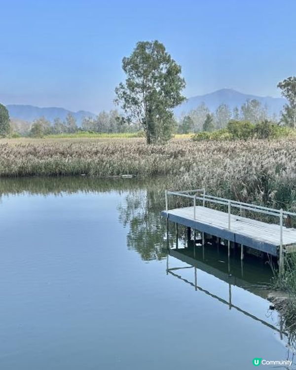 親子郊遊｜南生圍｜橫水渡🛶 蘆葦草叢🌾 赤桉樹步道🌳 大草地🌱 婚紗橋📸 炭燒豆腐花😋