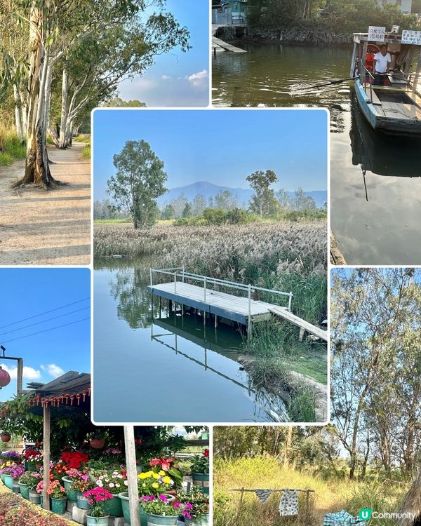 親子郊遊｜南生圍｜橫水渡🛶 蘆葦草叢🌾 赤桉樹步道🌳 大草地🌱 婚紗橋📸 炭燒豆腐花😋