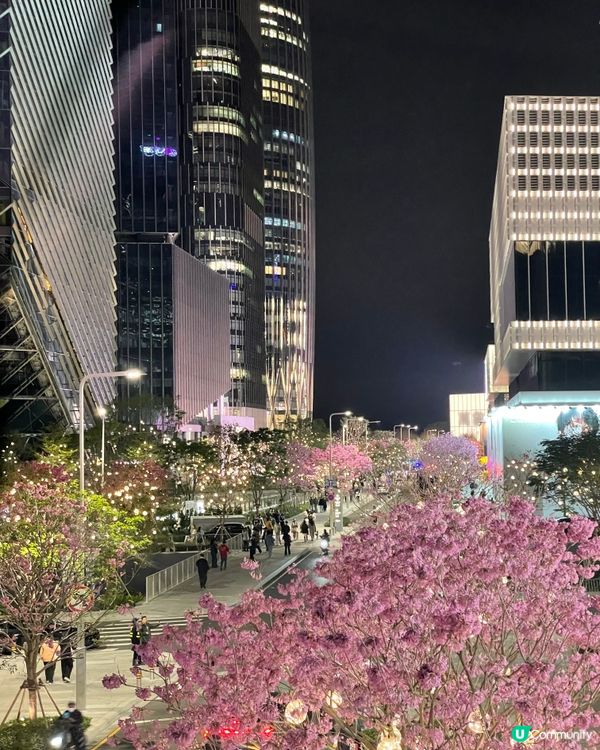 聖誕快閃琛圳灣夜遊記