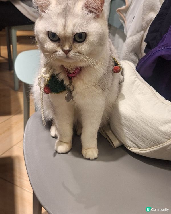 URBAN CAFE 觀塘店 超多可愛貓咪 食物好味 