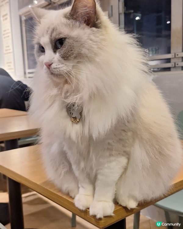 URBAN CAFE 觀塘店 超多可愛貓咪 食物好味 