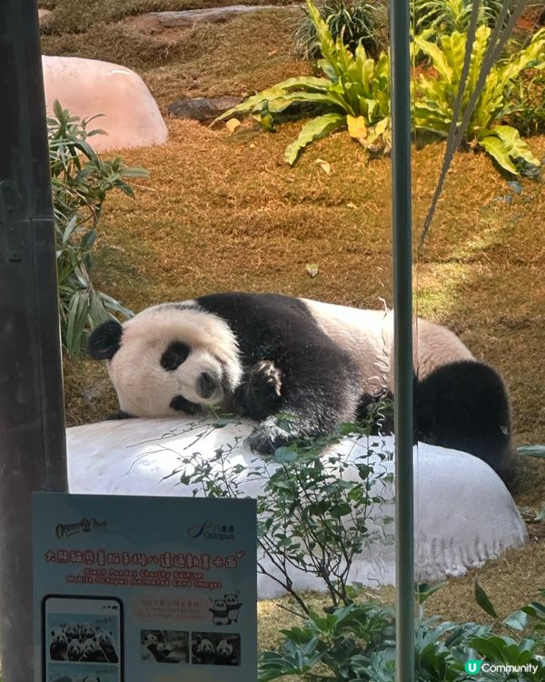 海洋公園破天荒聯盛合作！🌊玩到癲咗！🥳