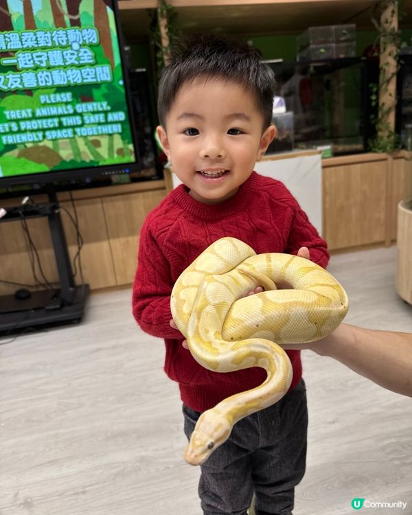 #動物奇遇記🪱🐞🪰🪲🕷️🦂🐍🦎