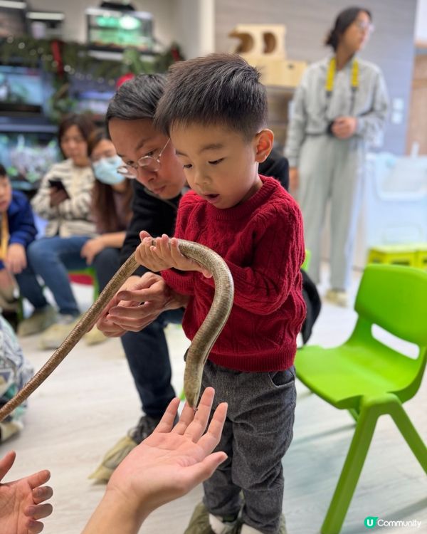 #動物奇遇記🪱🐞🪰🪲🕷️🦂🐍🦎