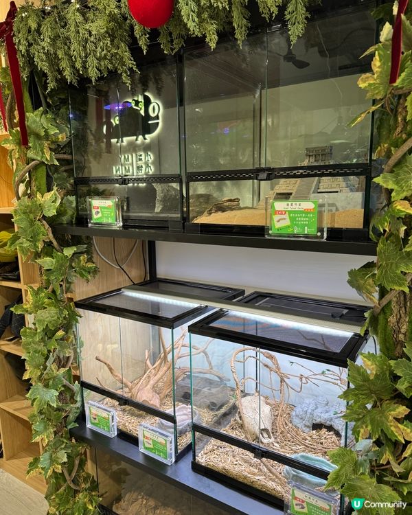 #動物奇遇記🪱🐞🪰🪲🕷️🦂🐍🦎
