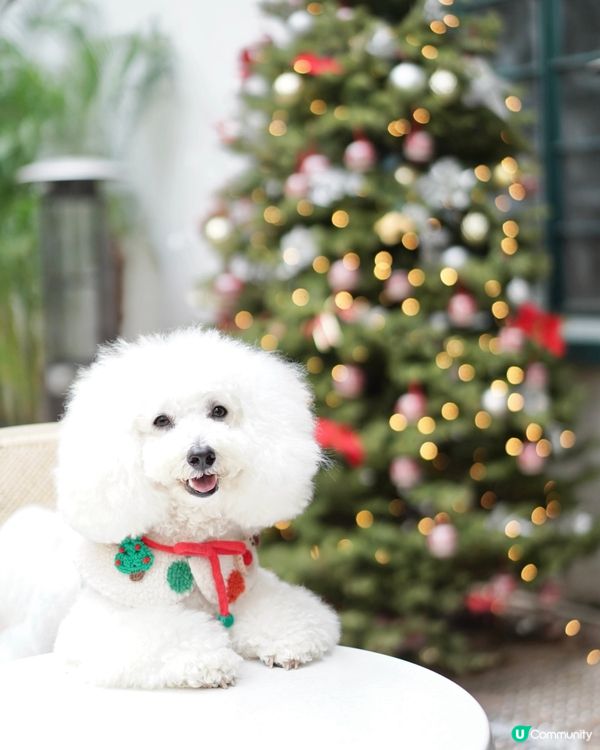 毛孩摘星之旅🐶🌟 全港最好食嘅雞