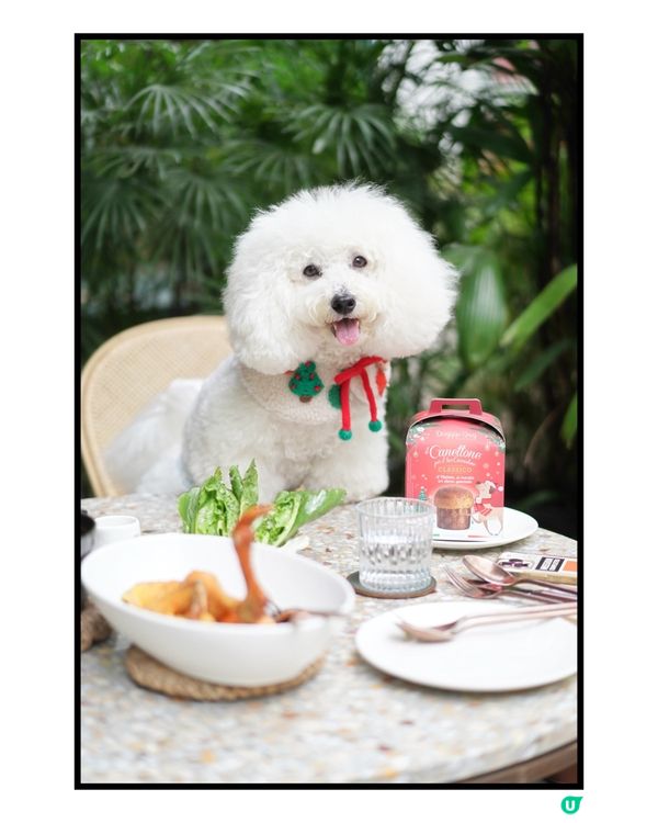 毛孩摘星之旅🐶🌟 全港最好食嘅雞