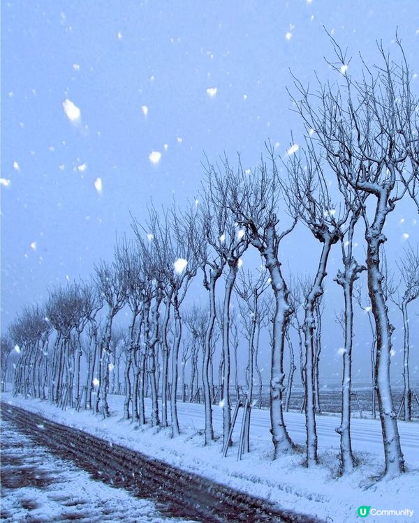 新潟雪景❄️稻架木の冬日系美景📸！