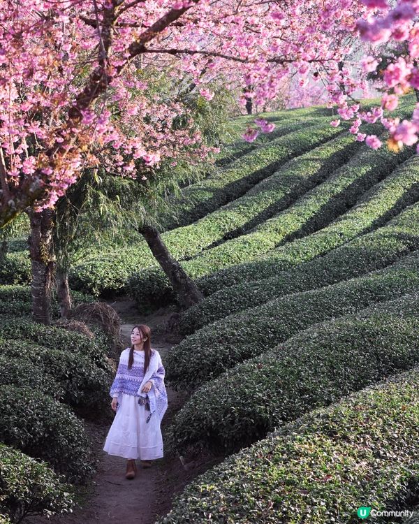 首發！ 🌸欣賞春櫻的打卡熱點，無日起櫻花谷