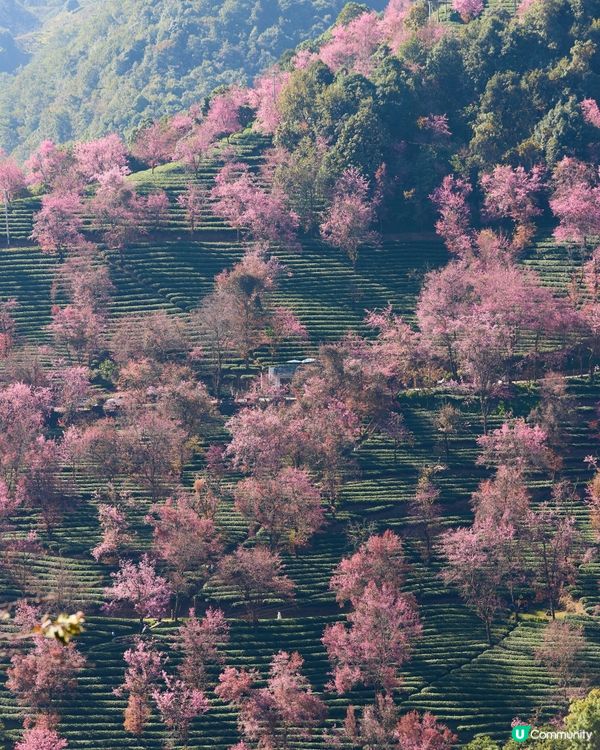 首發！ 🌸欣賞春櫻的打卡熱點，無日起櫻花谷