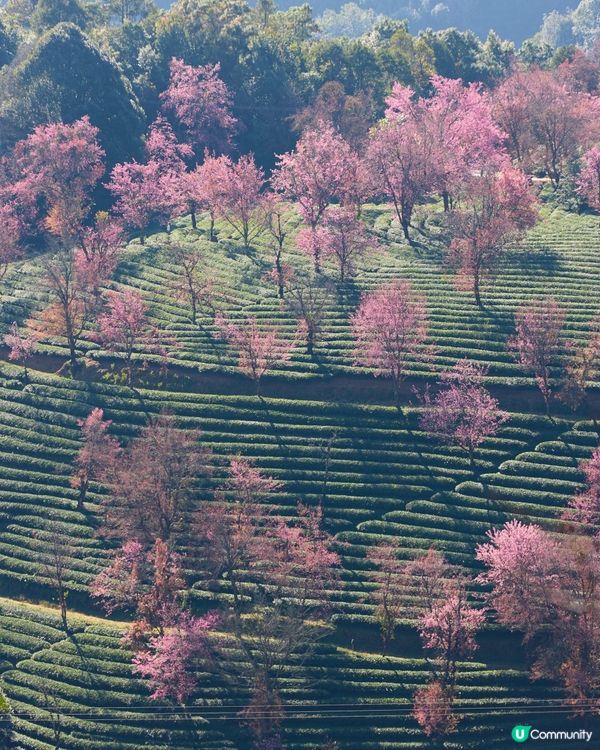首發！ 🌸欣賞春櫻的打卡熱點，無日起櫻花谷
