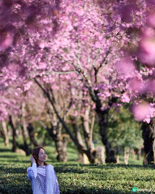 首發！ 🌸欣賞春櫻的打卡熱點，無日起櫻花谷