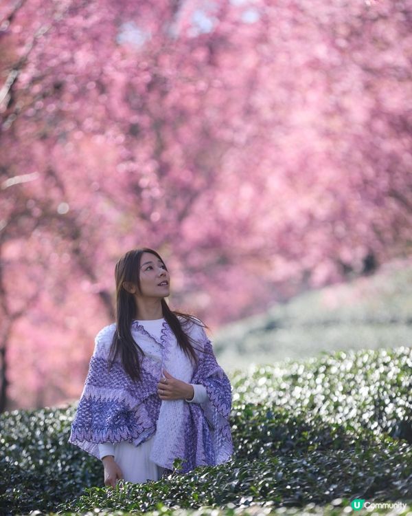 首發！ 🌸欣賞春櫻的打卡熱點，無日起櫻花谷