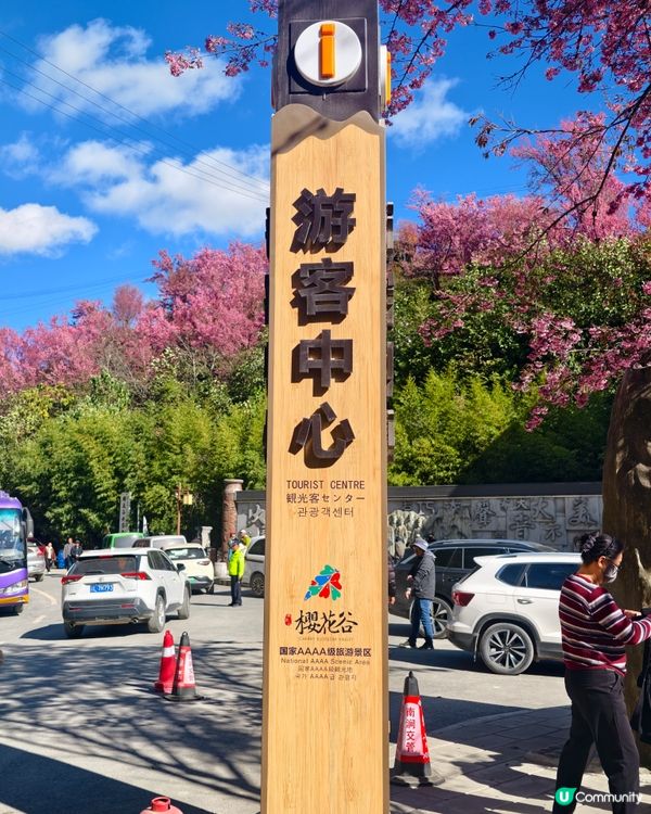 首發！ 🌸欣賞春櫻的打卡熱點，無量山櫻花谷