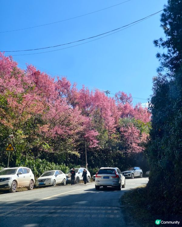 首發！ 🌸欣賞春櫻的打卡熱點，無量山櫻花谷